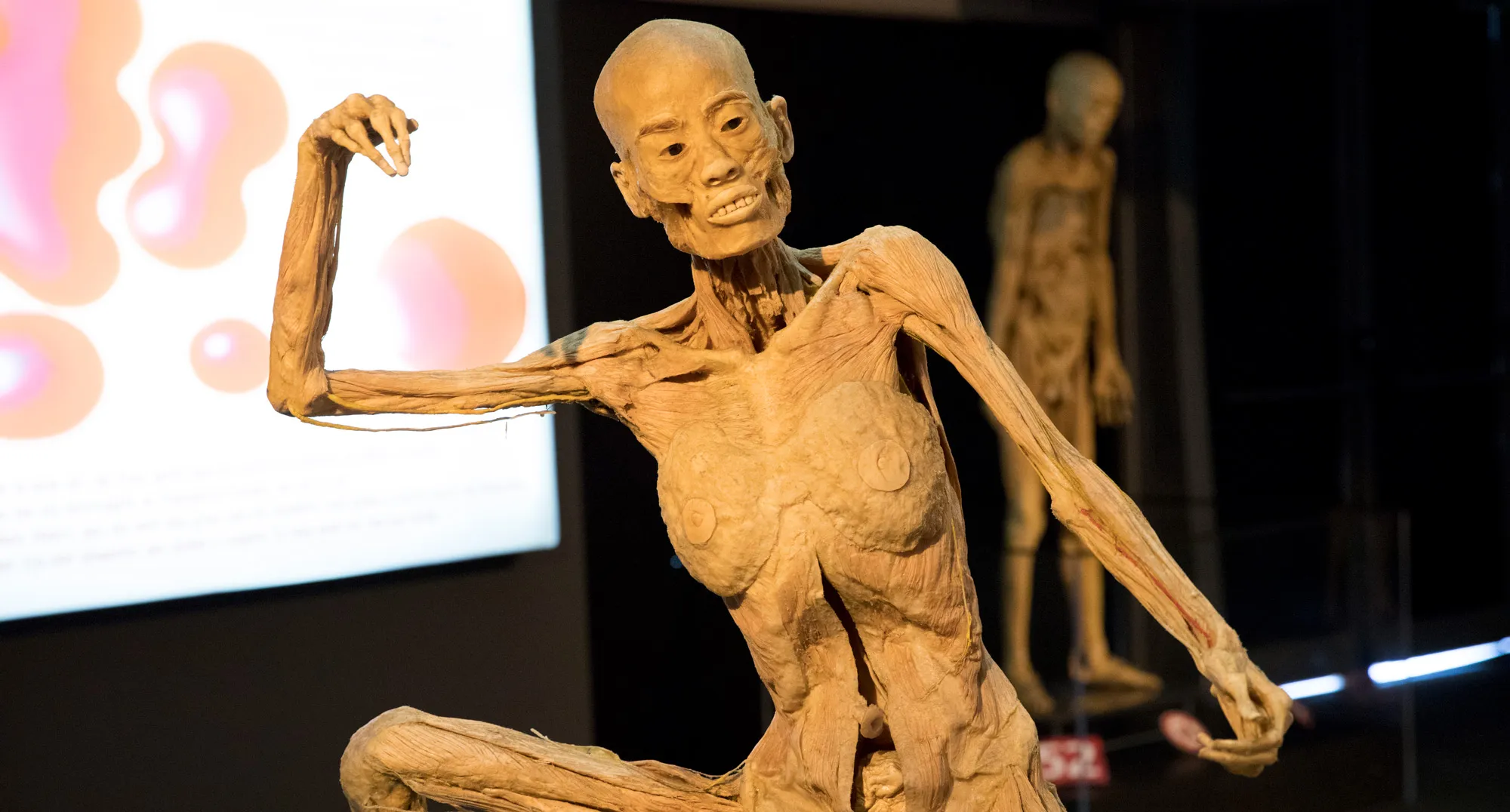 Exposición Human Bodies Barcelona