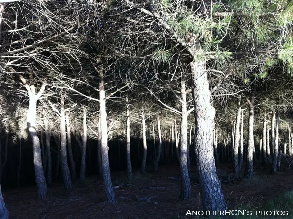 Bosque Collserola Bosque Collserola, Barcelona